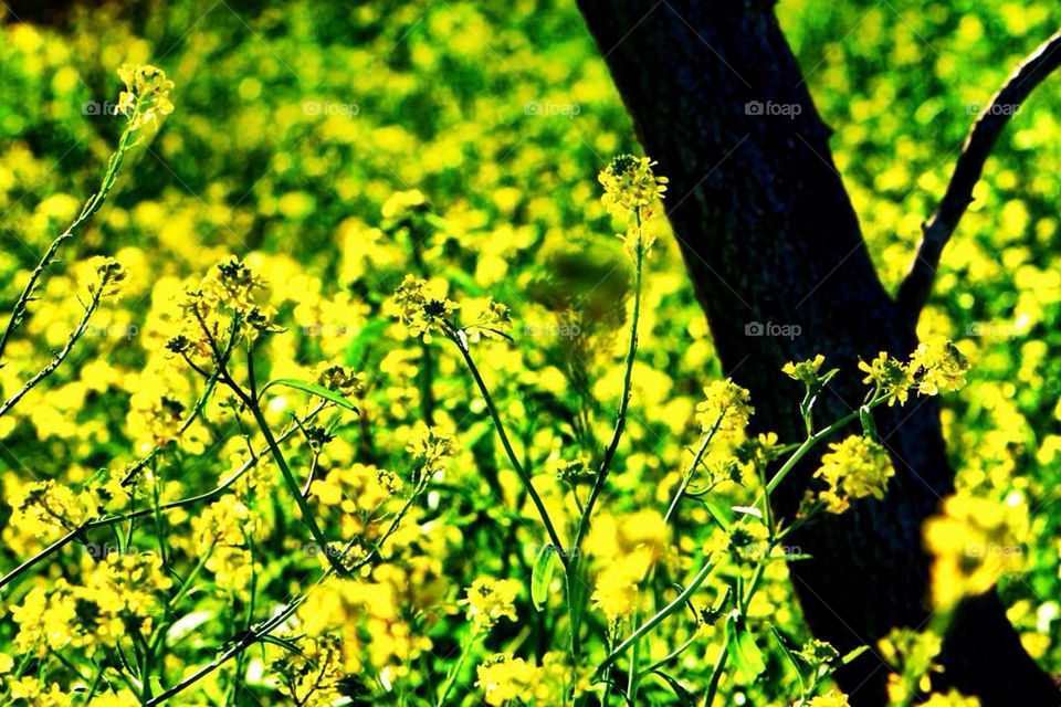 flowers yellow nature trees by avphoto