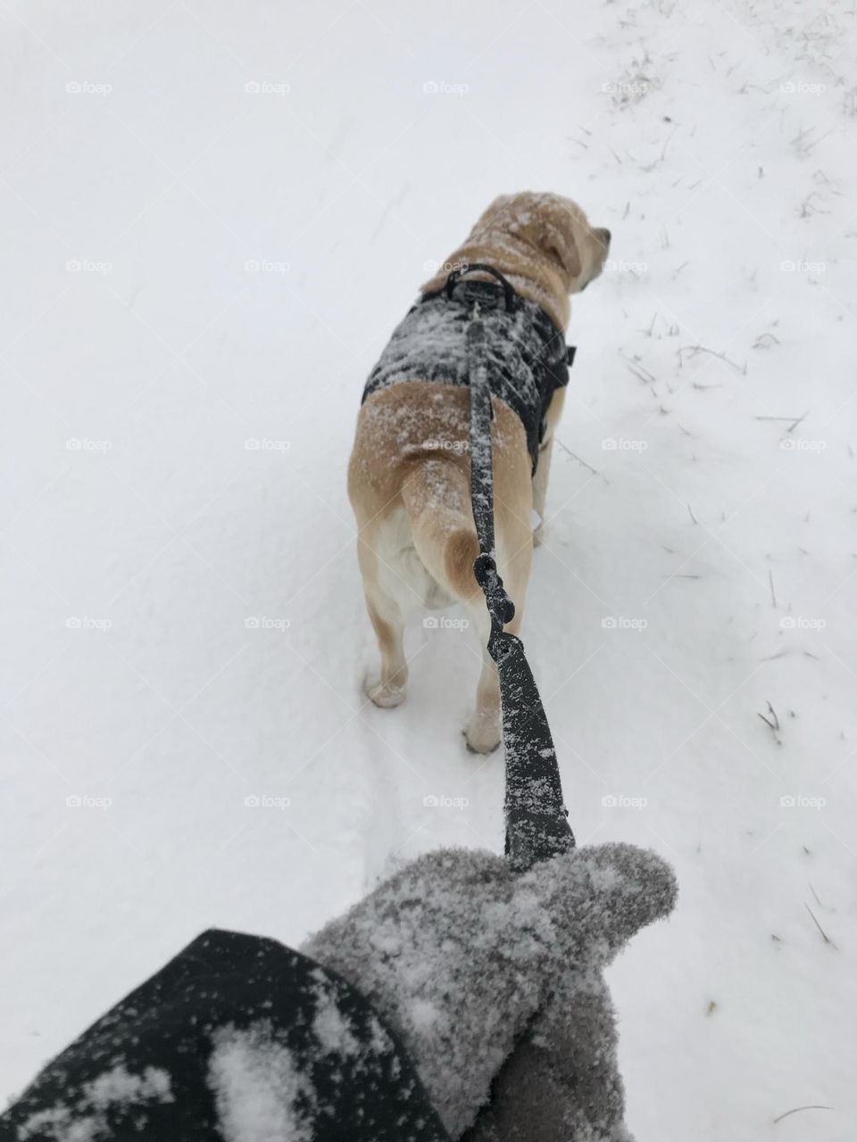 A dog being walked in a snow storm 