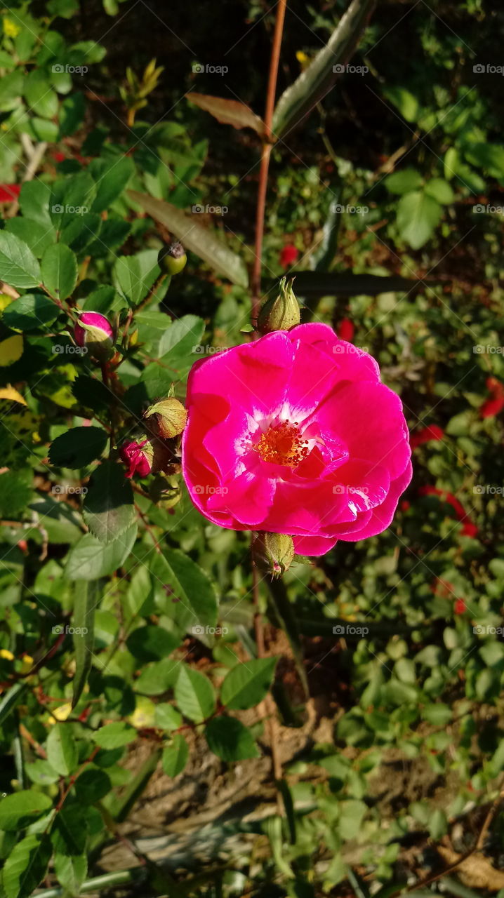 NATURE NATURAL NATUR GARDEN FLOWER ROSE