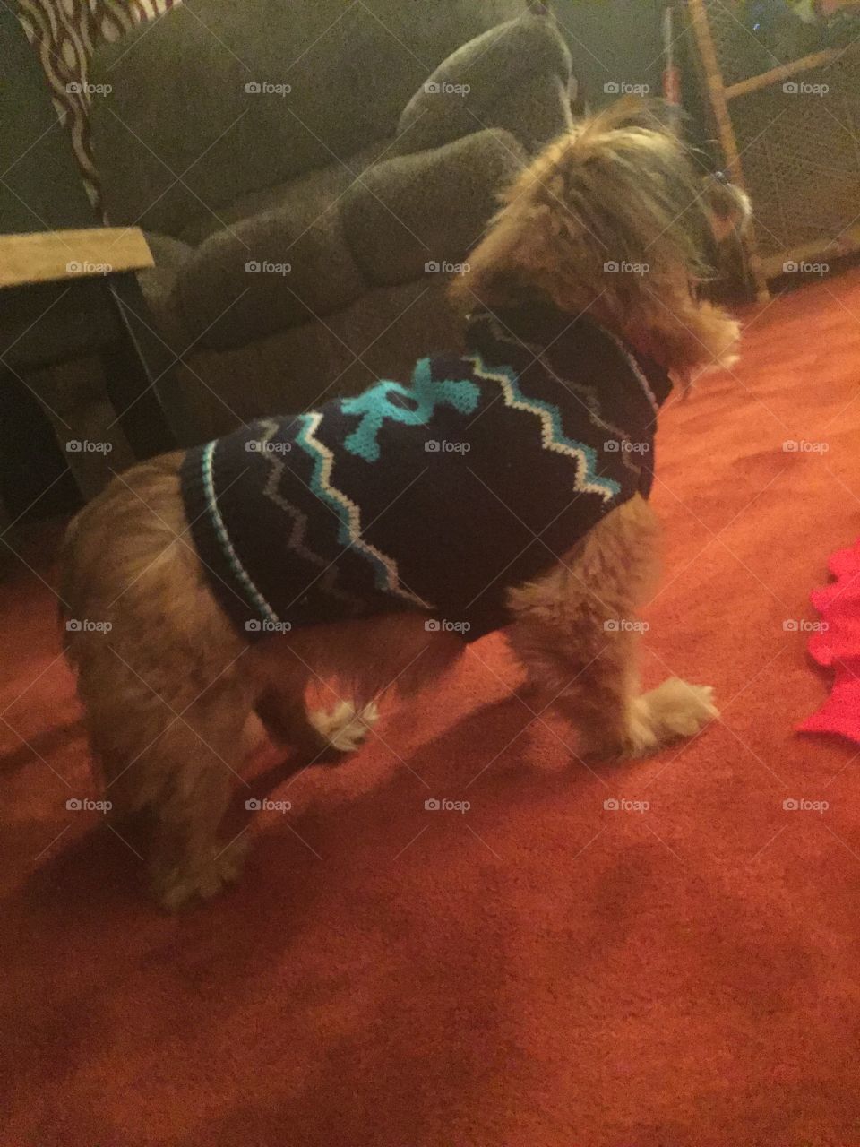 Cute Puppy sweater