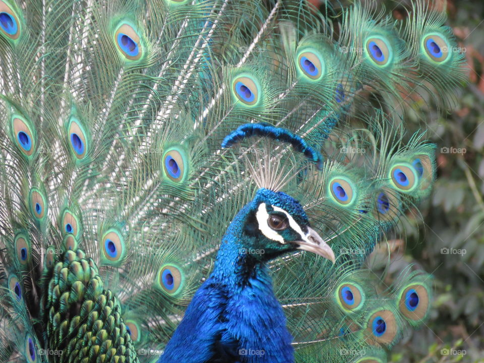 peacock up close