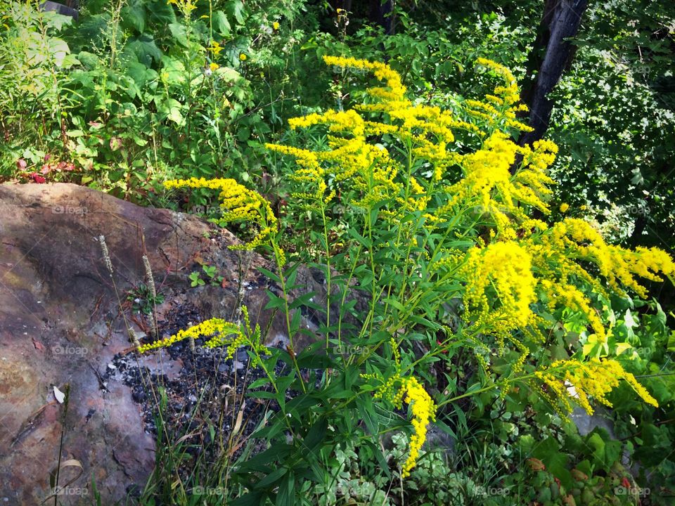 Wild yellow flowers in nature
