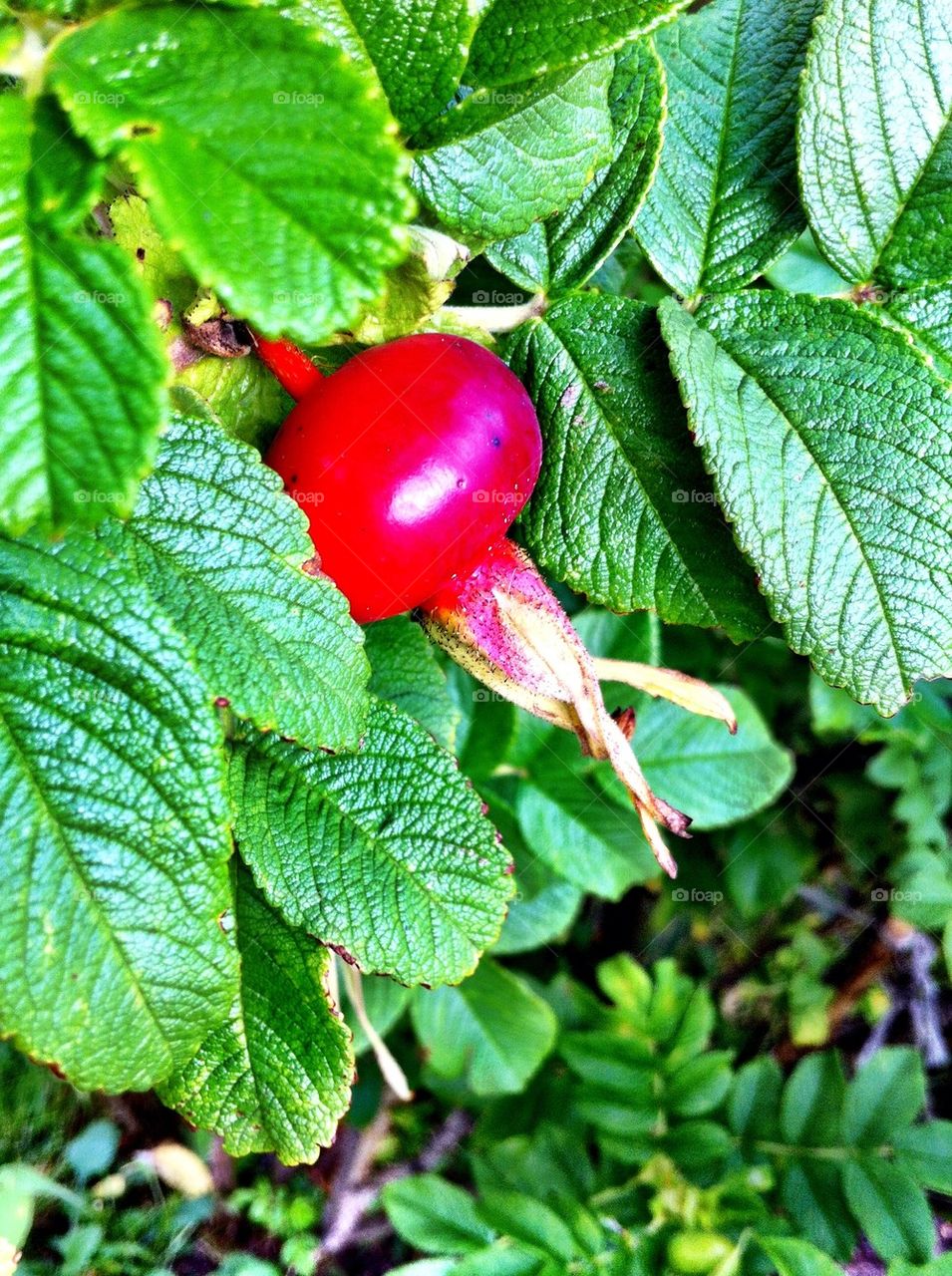 Bush with green leaves and red rose hip.