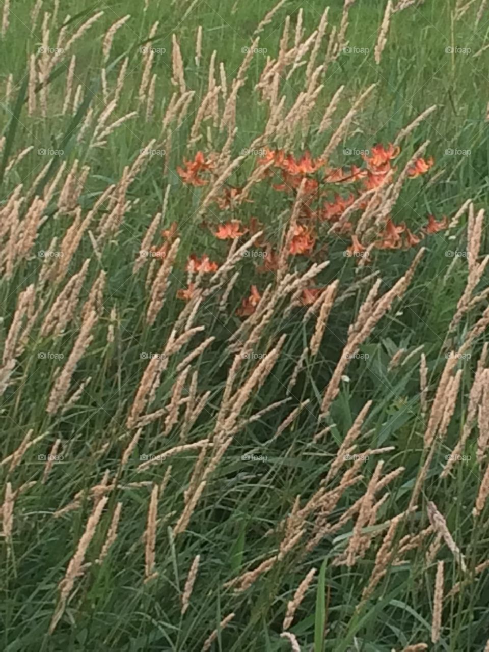 Flowers of the field