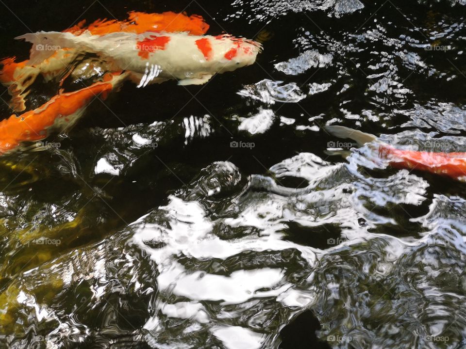 Fancy​ carp​ koi fish​