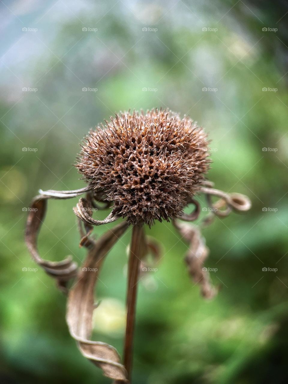 Withered flower