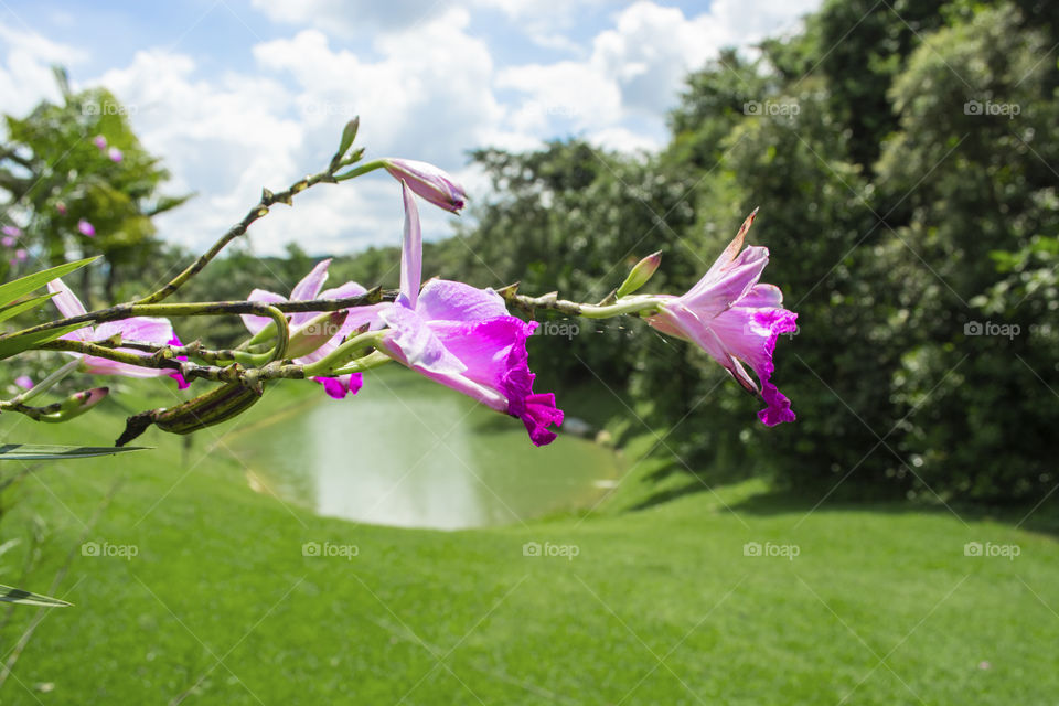 Beautiful pink orchid flower