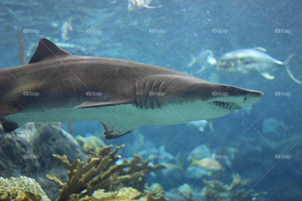 Shark in aquarium