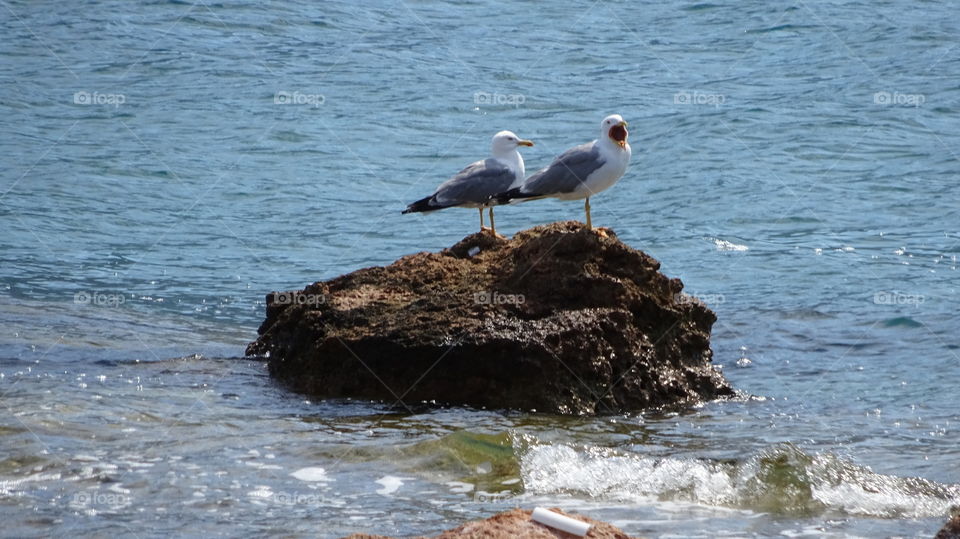 Seagulls on rock