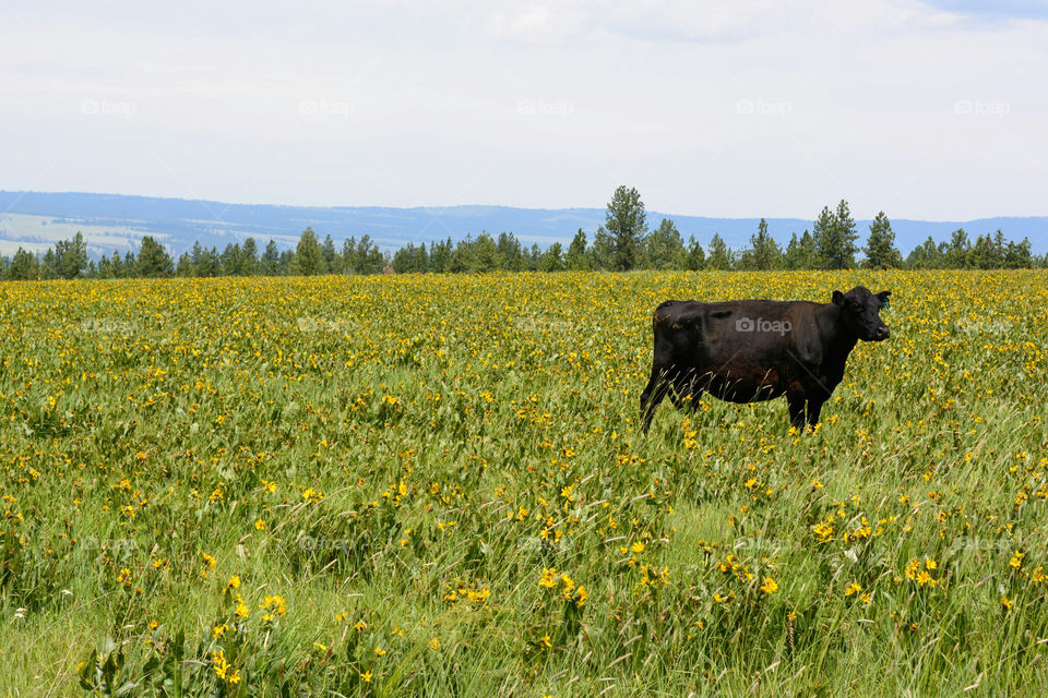 Cow in Field on Ranch