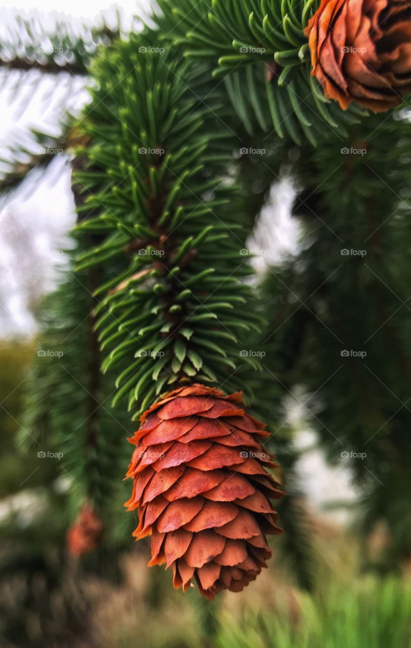 Little pinecone growing on an evergreen—taken in Munster, Indiana 