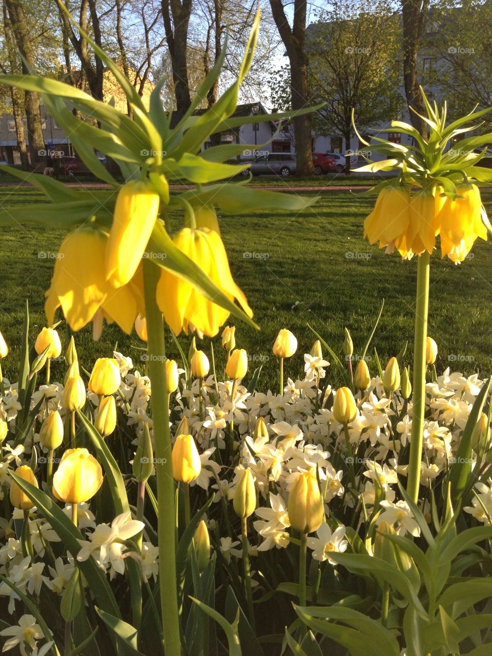 Yellow flowers