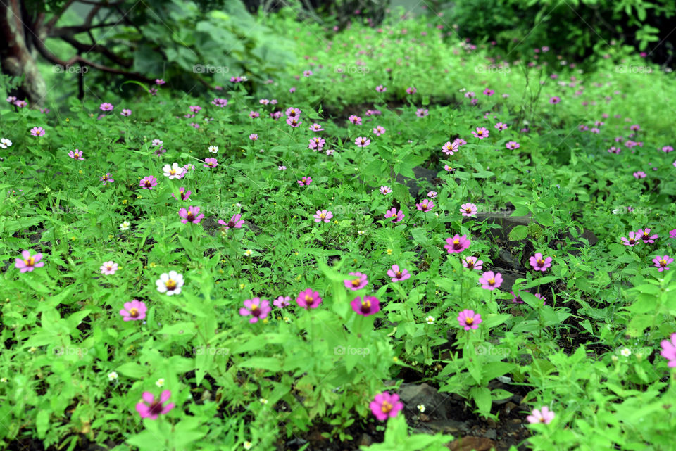 a flower grow in forest