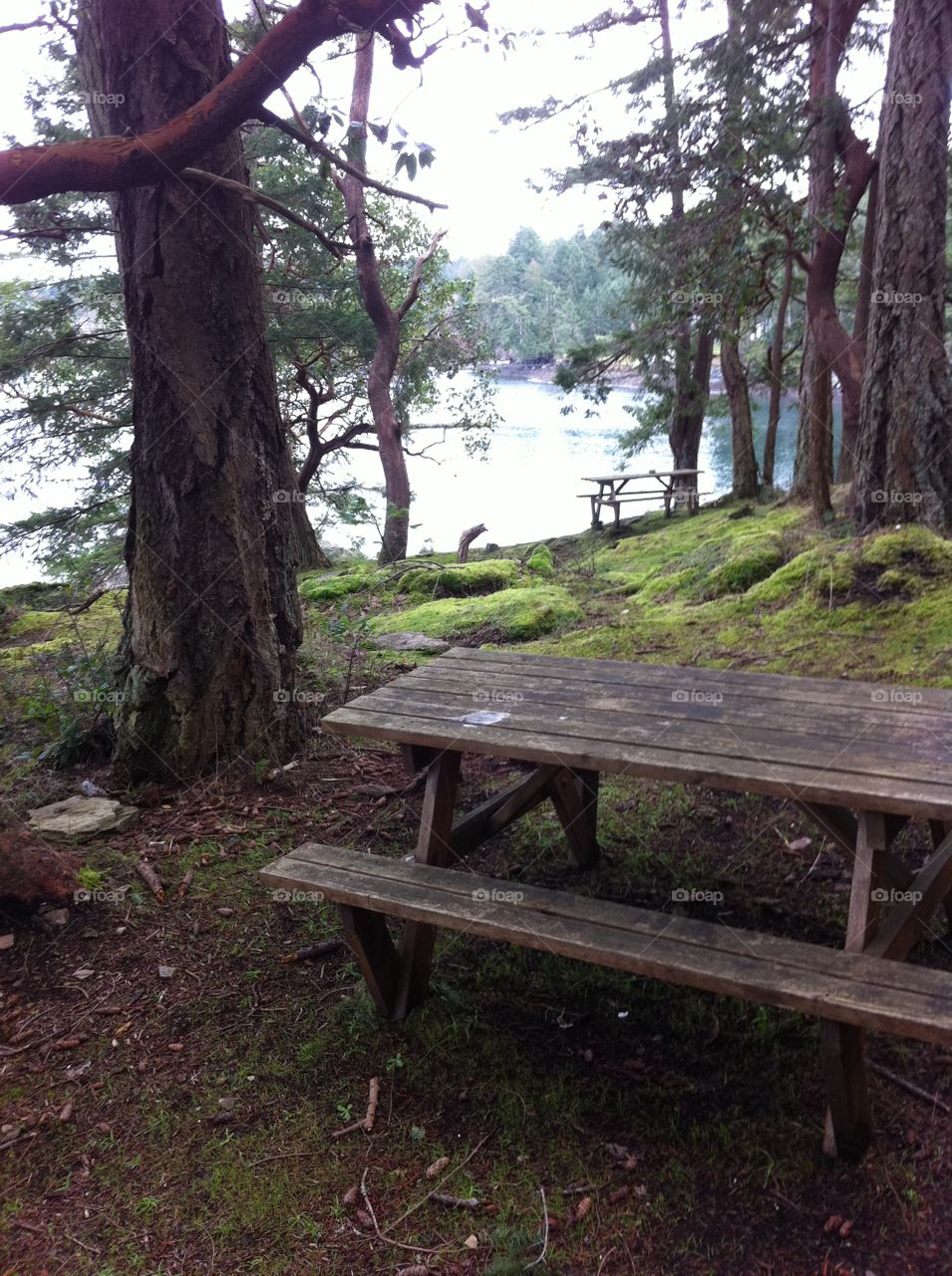 Mossy picnic 