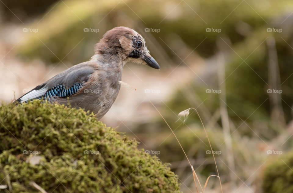 Jay Bird looking for insects