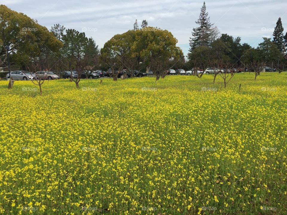 Field of Yellow flowers