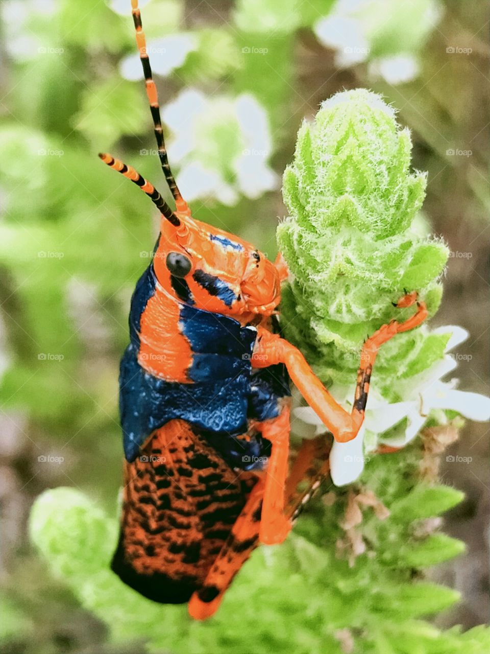 Leichhardt Grasshopper