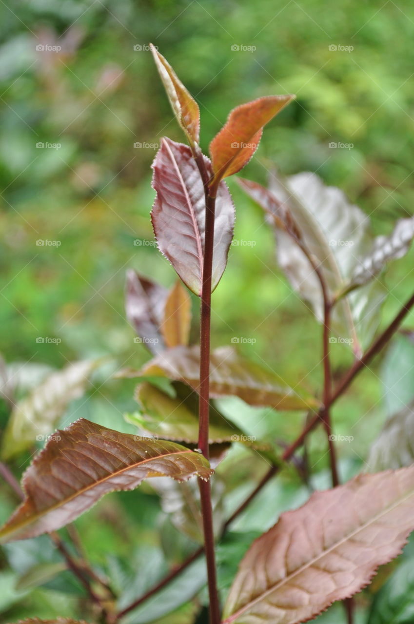Purple tea leaves