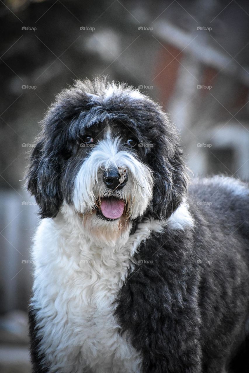 A Sheepadoodle stares at the camera with his tongue hanging out in a comical look