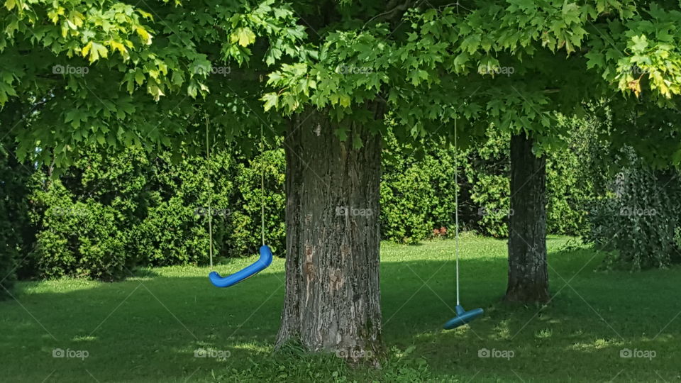 Abandoned tree swings