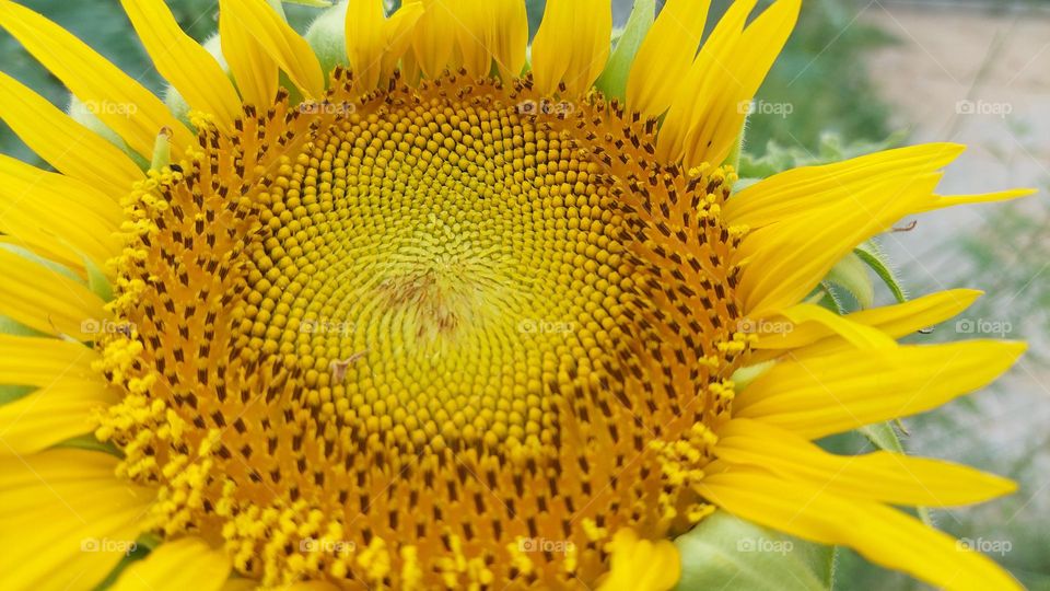 sunflower blooming in spring