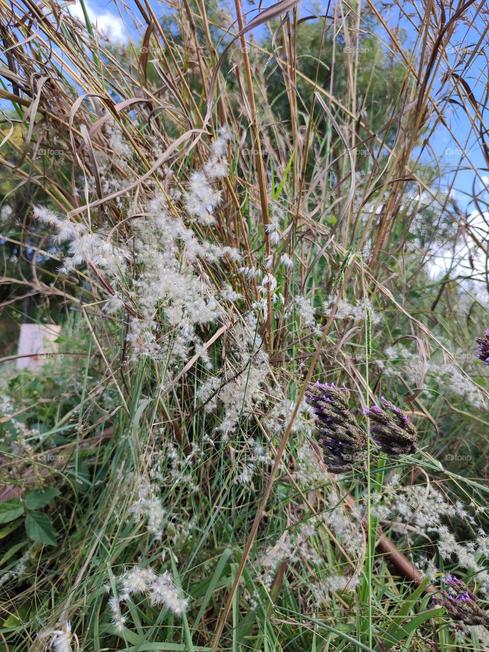 Tricholaena teneriffae gras and wild purple flowers