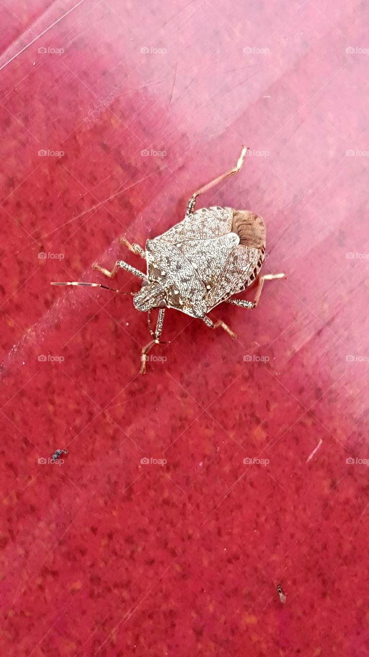 Stink bug