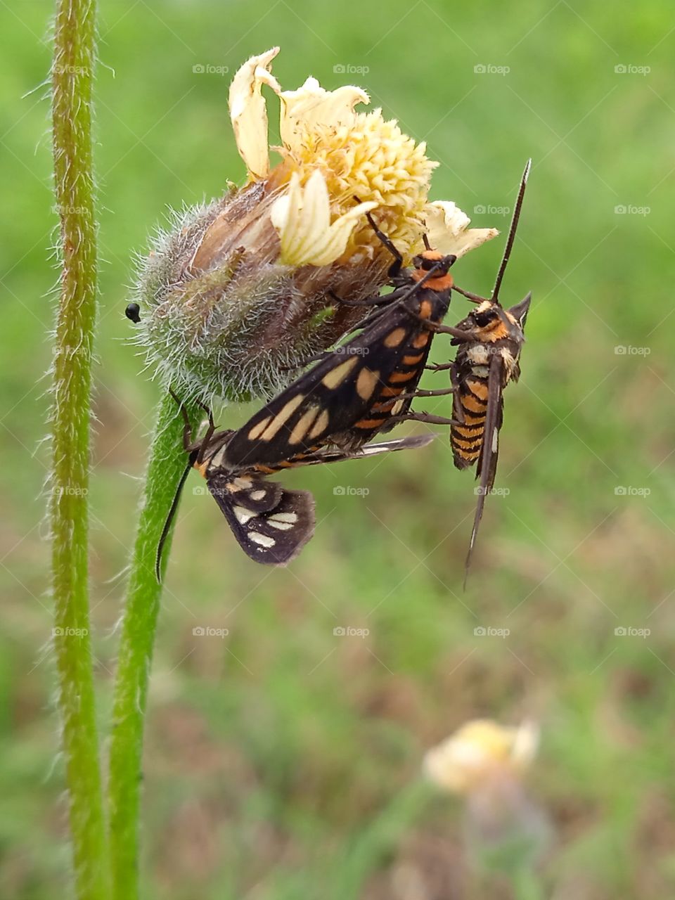 Three butterfly are hanging on the flower.