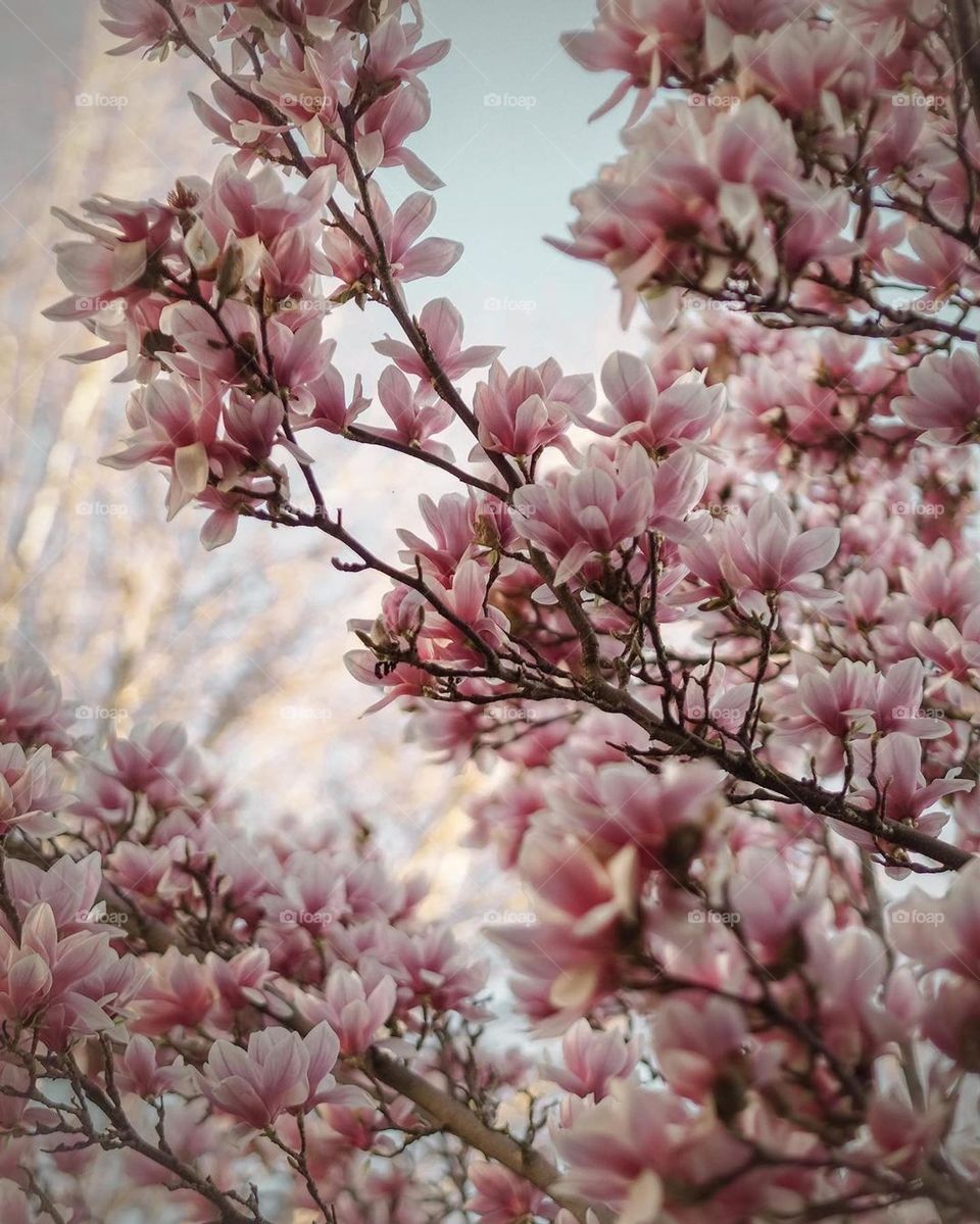 magnolia tree, magnolia blossom, spring is coming