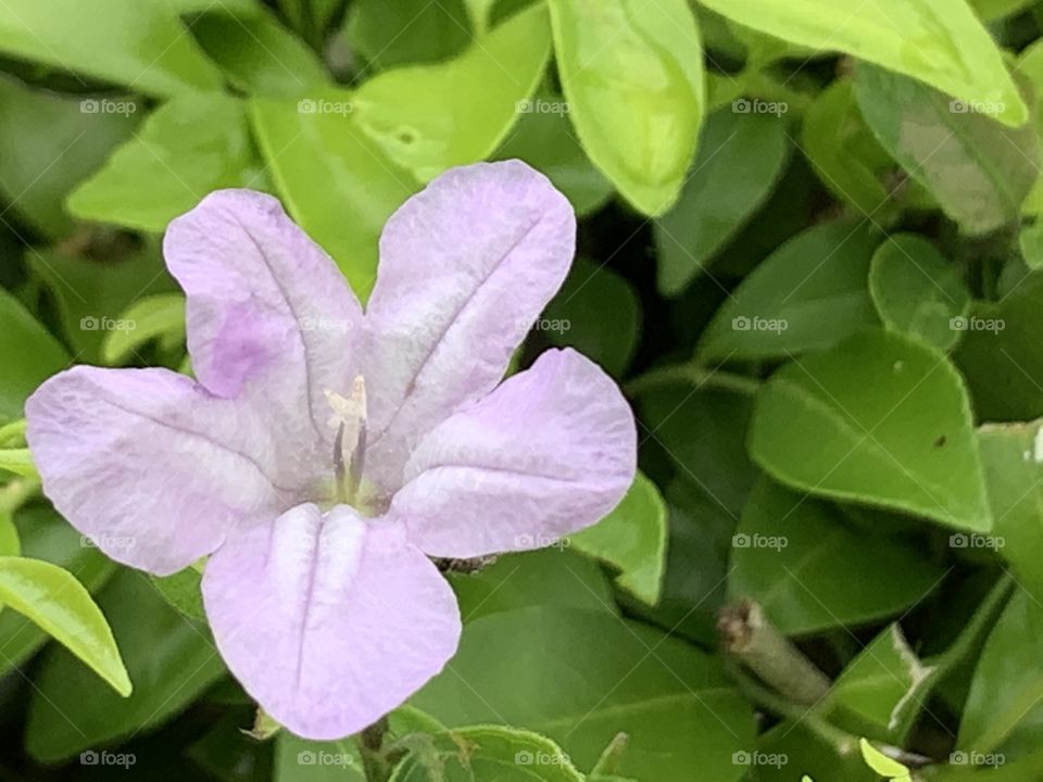 Portrait of a plant.