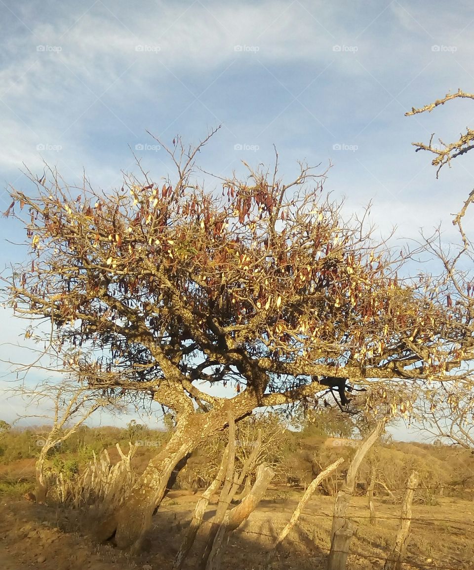 Árbol