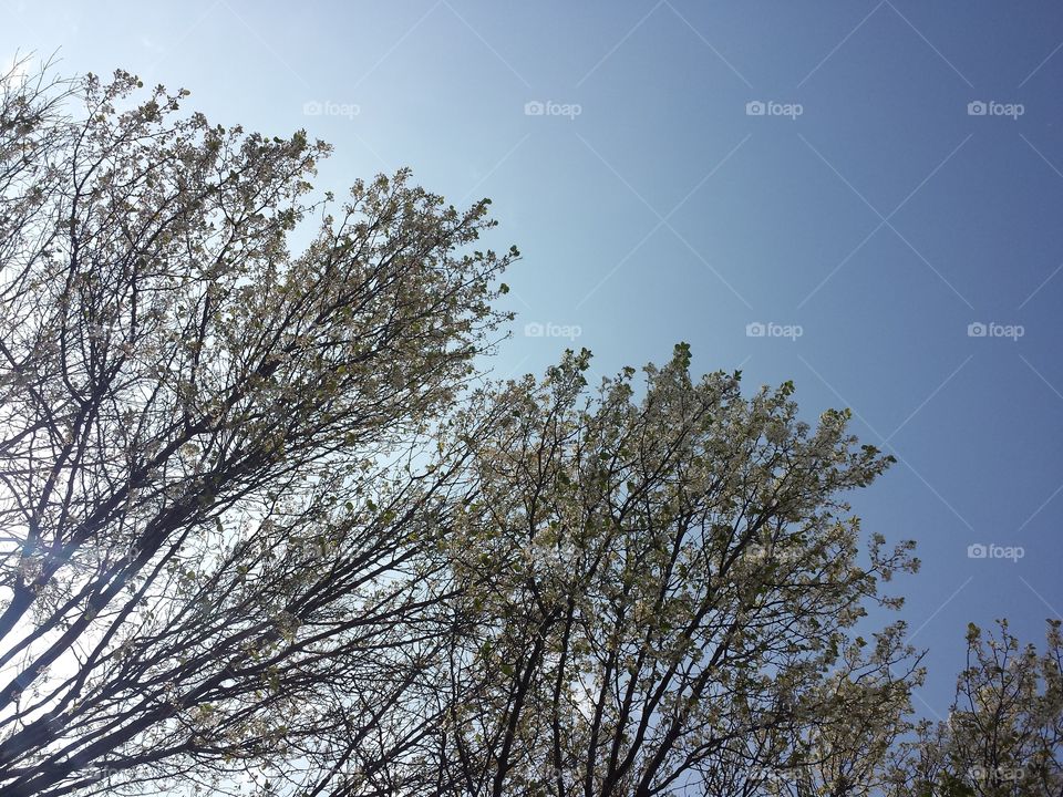 Low angle view of trees