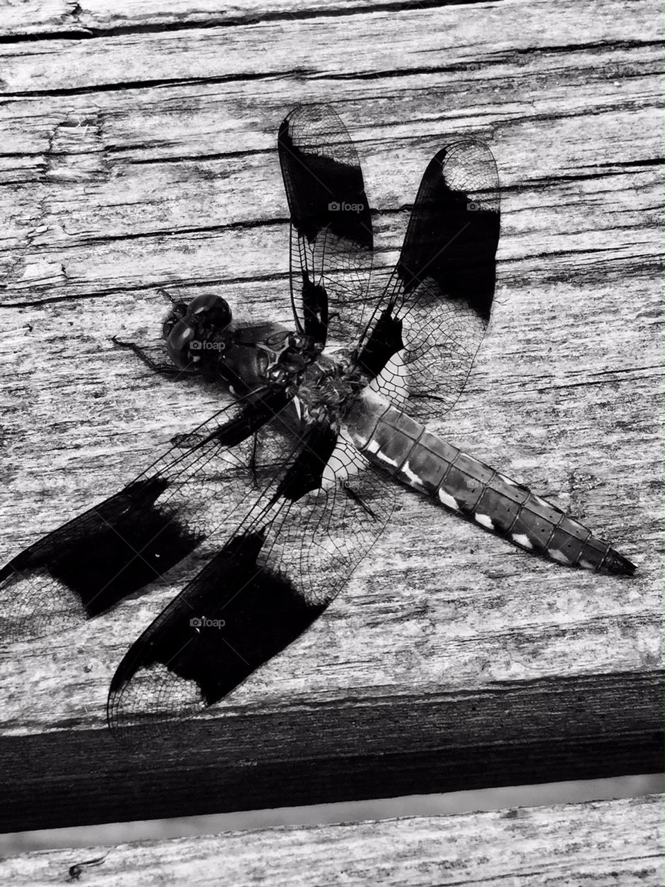 I captured this dragonfly as it took a break from dive bombing mosquitoes.