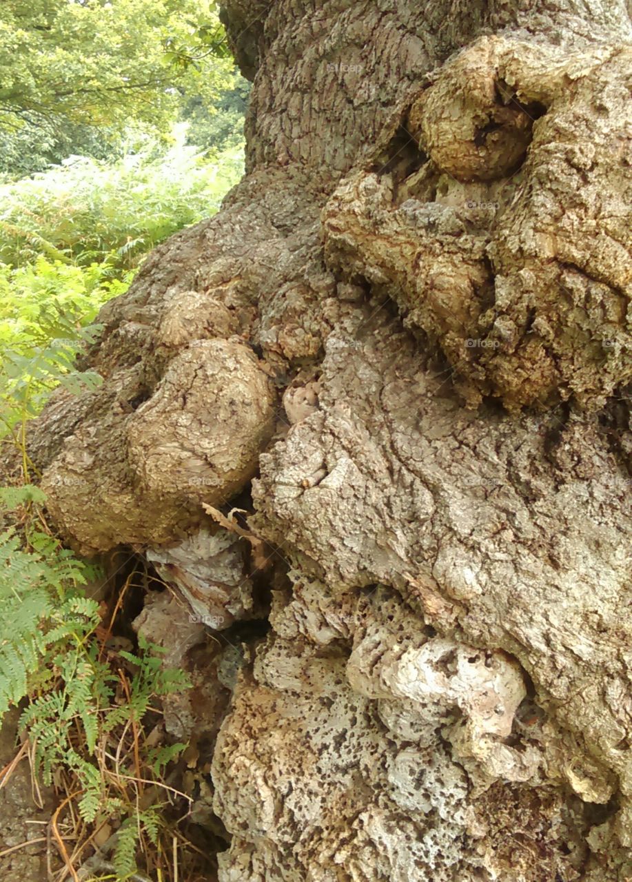 tree face