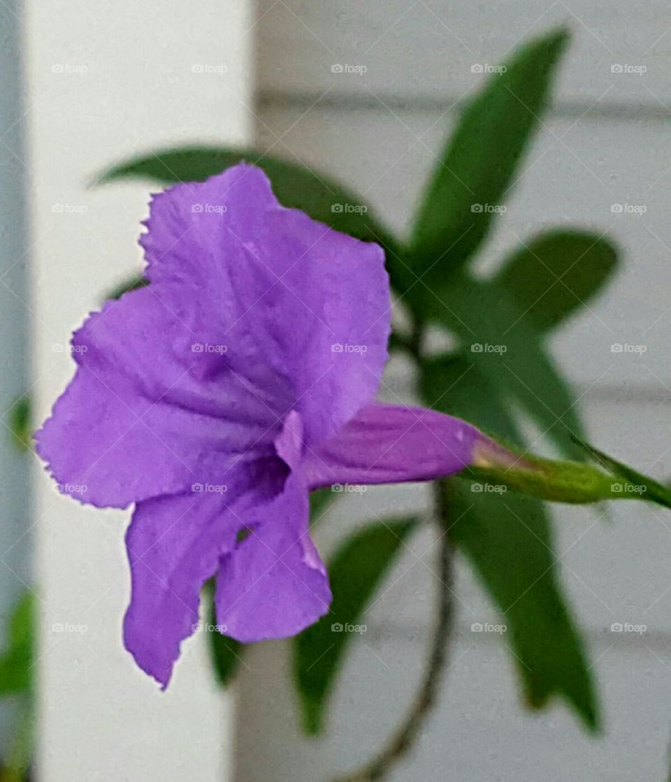 purple ruellia