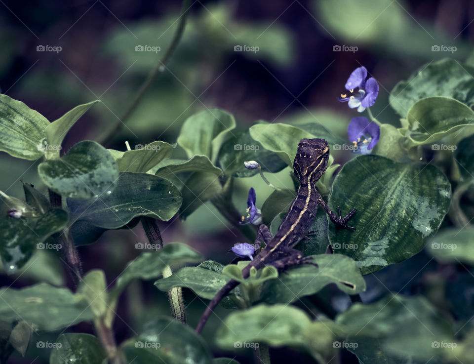 Garden lizard  - backyard