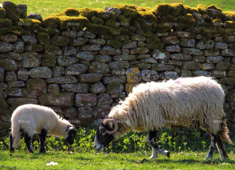Swaledale Ewe with Lamb