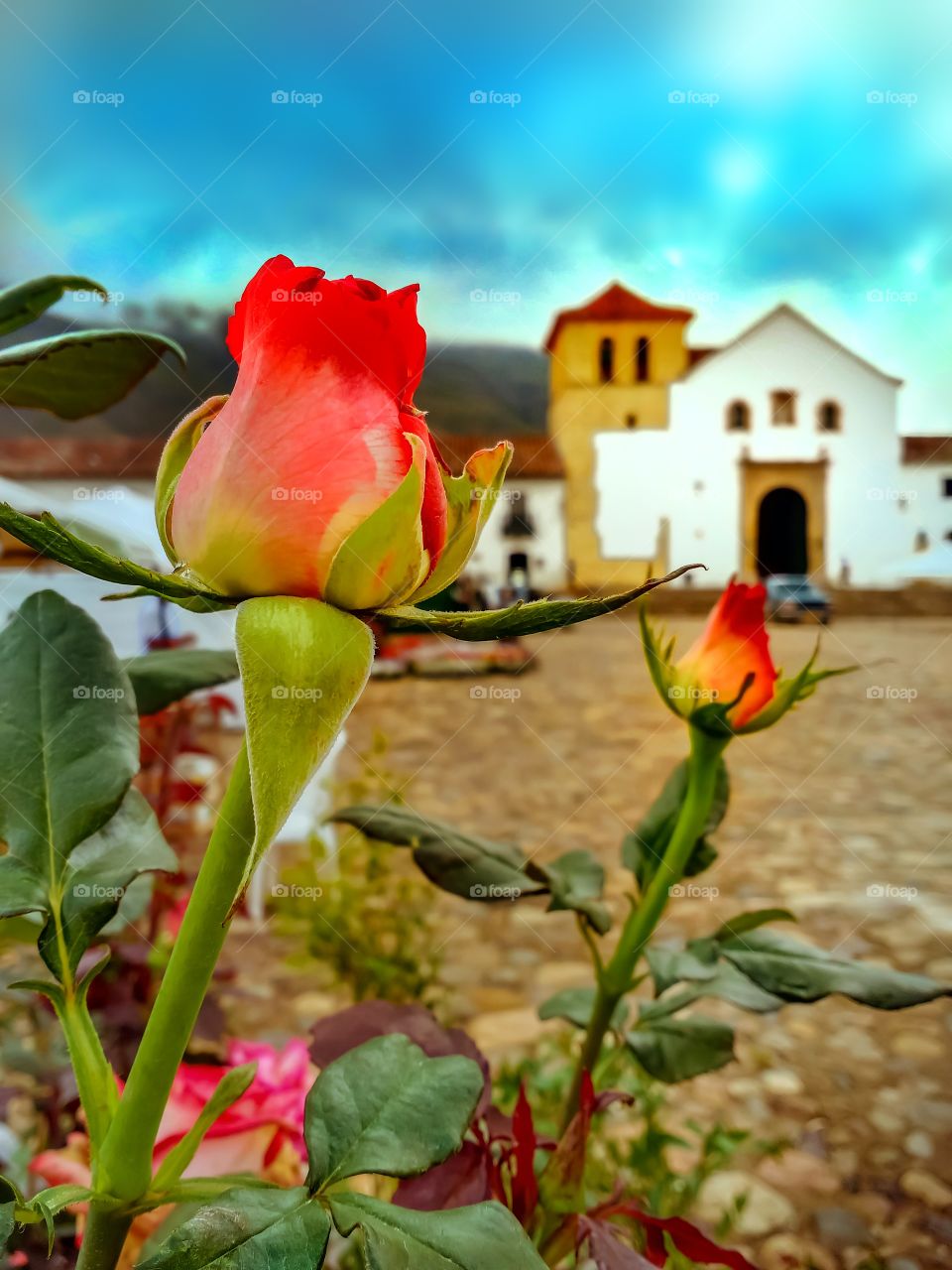 Rosas en la plaza principal de Villa de Leyva, Boyacá, Colombia, durante el festival del árbol 2019 con la iglesia al fondo