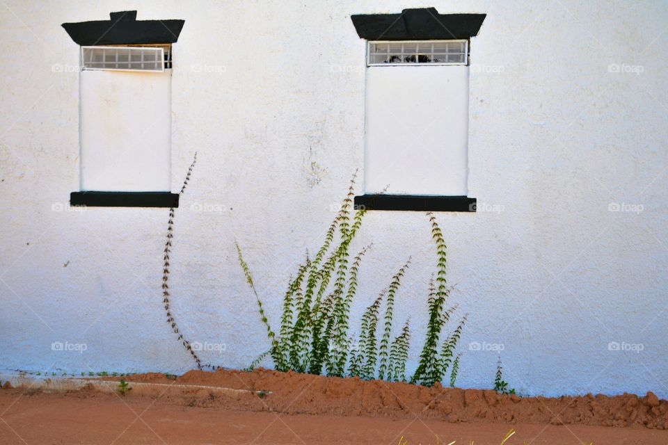 A white concrete wall with boarded up windows and green fern-like weeds growing up from red clay soil