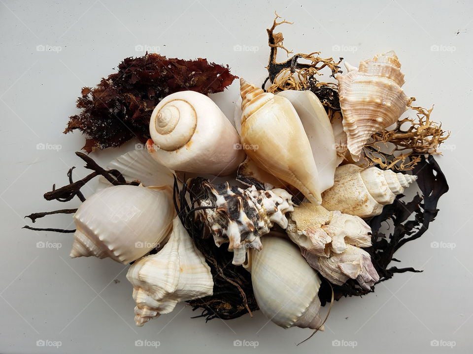 Shell's and seaweed on white background