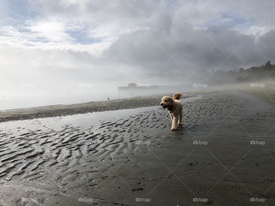 Dog at the beach on a misty morning 