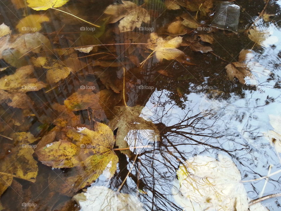 puddle autumn water reflection