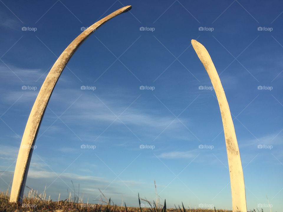 Whale rib arch
