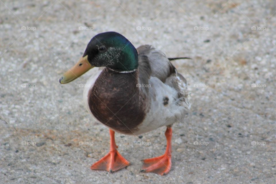 Front view of standing male mallard duck 