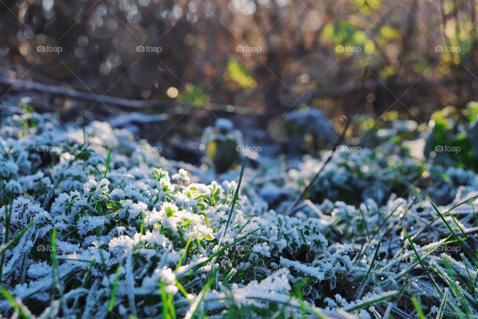 Frozen nature