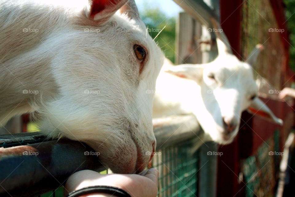 A person feeding goat