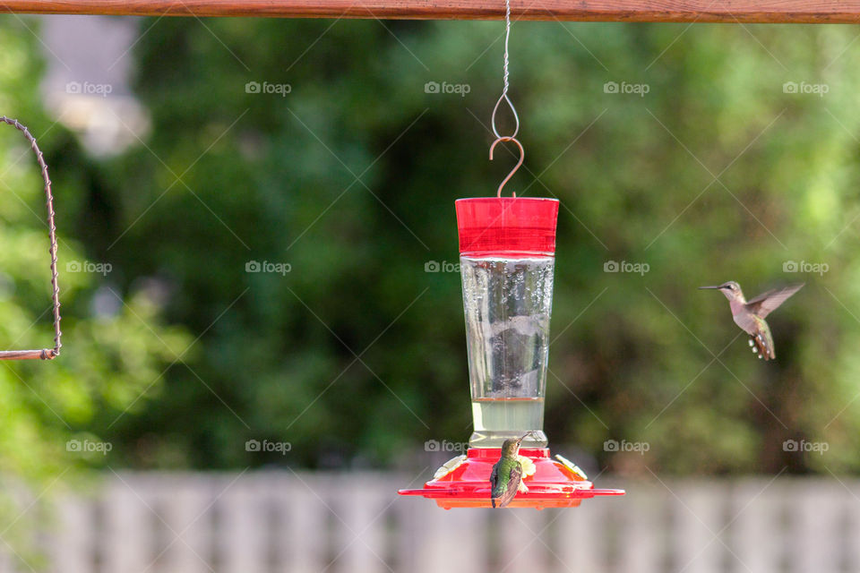 Ruby throated hummingbirds eating
