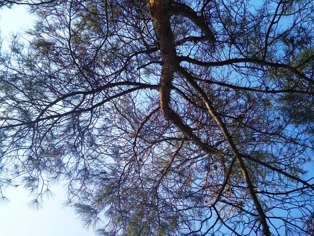 tree