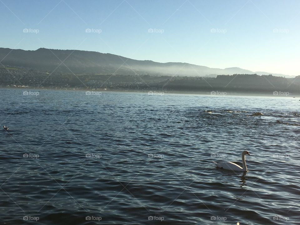 Beautiful swan sunset 