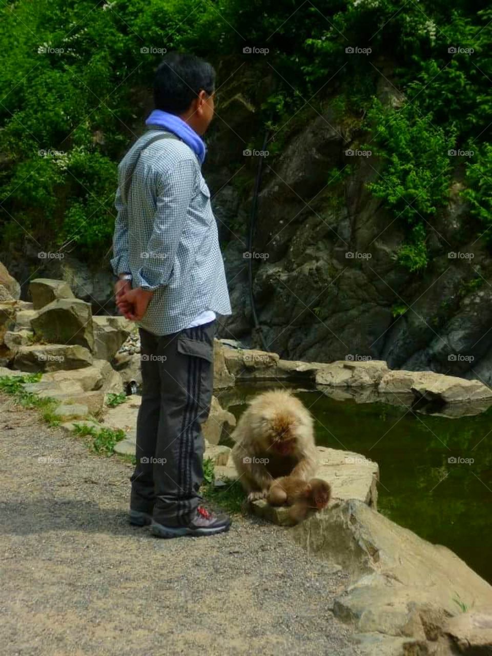 Close Encouter - Snow Monkey in Japan